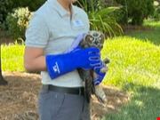 Owl Release 4X3